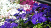 pansy_1366x768.jpg